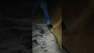 ищем пени(с)вайза (но нашли только дохлого голубя😐)