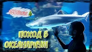 VLOGmas🎄: 4 / ОКЕАНАРИУМ🌊 / ПЕРЕЕЗД В БУДАПЕШТ
