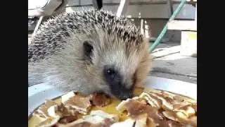 Hedgehog eats pancakes - Igelkott äter pannkakor