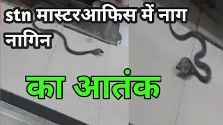 जब stn master के आफिस में निकला दुनिया का सबसे खतरनाक सांप / snake in office