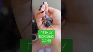ВОРОБЬЮ 2 ДНЯ С РОЖДЕНИЯ 🫶 #shorts #спасениептенца