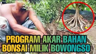 PERAWATAN AKAR BAHAN BONSAI DARI BOWONGSO #BOWONGSO #BONSAI