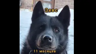 РЕЛ Зевс 11 месяц ( одбил нападение чужих собак )