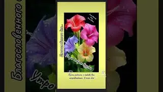 Утро доброе друзья. Елена Ваймер