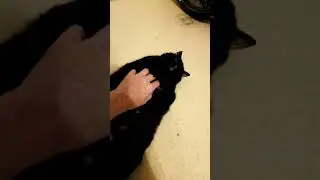 Cats belly!