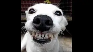 Funniest Animals [Compilation 3]