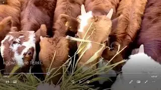 When is the best time to introduce calves to hay?