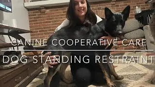 Dog Standing Restraint