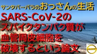 【コロナ再放送スペシャル】SARS-CoV-2のスパイクタンパク質が血管周皮細胞を破壊するという論文