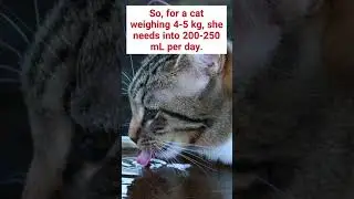 How much water do cats need per day? #shorts