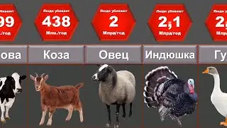 Сравнение: Убийство Животных, Сравнения убийств животных людьми за один год