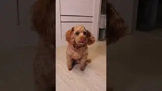 КОТЁНОК ЗАСТРЯЛ В КОПИЛКЕ