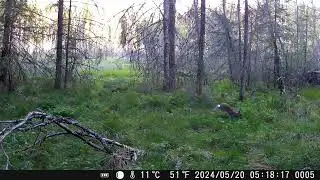 20240520 заяц у болота
