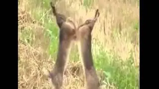 Rabbit fight