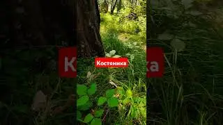 #Алтай #природа