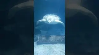 Giant Seaturtle #travel #fun #aquarium #girlfam