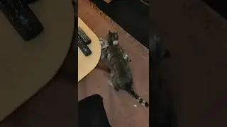 beautiful Cats 🐱❤️