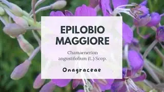 EPILOBIO - GAROFANINO MAGGIORE - Chamaenerion angustifolium - Basionimo: Epilobium angustifolium 