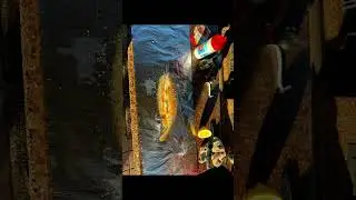 Приятные особенности своего прудика