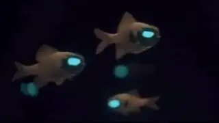 ФОНАРЕГЛАЗОВЫЕ 👀👀