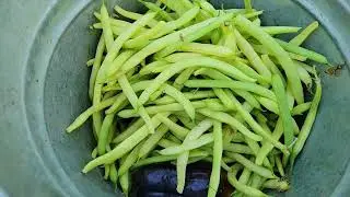 Which Produces MORE Wax Beans?   High tunnel or Garden?