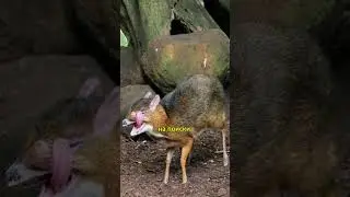 Мышиный Олень: Интересные Истории и Удивительные Факты #животные #animals #facts #факты#shorts