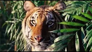 Killer Tigers of India - National Geographic Documentary