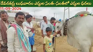 దేవరకద్ర బుధవారం ఎద్దుల సంత | Devarakadra Bulls market | Oxen prices | 11-09-2024 ‎@purnafarms 