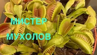 Мистер Мухолов, как кормить домашнее растение. Венерина мухоловка.