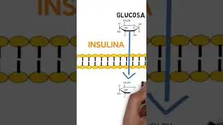 INSULINA #insulin #medicine #medical #endocrinologia #glucosa #diabetes #medschool #medstudent