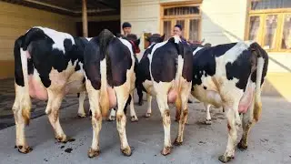 Rossiyski Sigirlarni Uddarlari Keldi Ma Sha Alloh 97-819-66-55  / 91-672-12-06