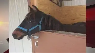 Animal abuse arrest