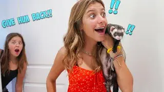I STOLE MY SISTER'S FERRETS!! |PRANK|
