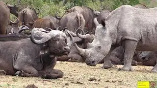 When Rhino And Buffalo Walk And Drink Together.....