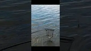 Поймали лещика на 400г #рыбалка #fishing