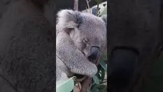 Il koala fa schifo