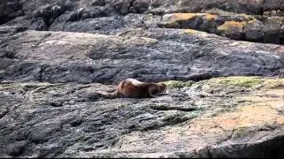 Otter on the rock: A good scratch and a pee -- what more could a girl ask for?
