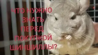Что нужно знать перед покупкой шиншиллы. Питание шиншиллы.
