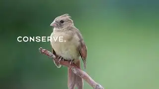 Wildlife community curates data to help save species