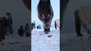 🐴🐎 в наших сердцах! 💕
