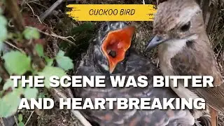 The innocence of the host bird and the intelligence of the parasitic | Cuckoo bird