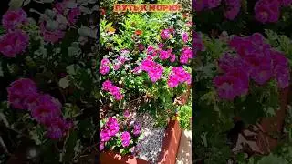 💐САМАЯ САМАЯ... 🌹🌹🌹 