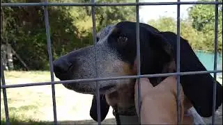 Sweety Video1 #rescuedog #tierschutz #hund