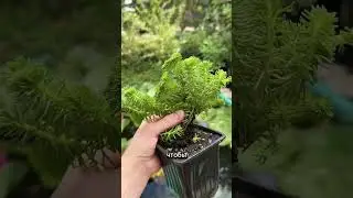 Петушиный гребень