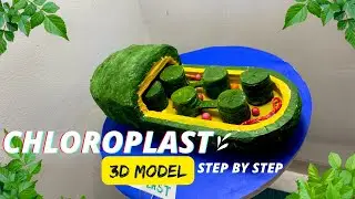 Chloroplast model biology project 