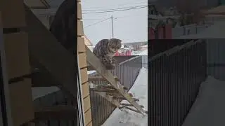 Кот ТайЛунг