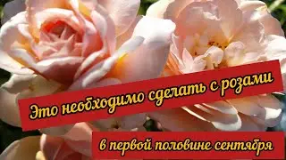 Уход за розами в первой середине сентября.
