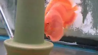 Albino Red Cover - www.SunriseTropicals.com