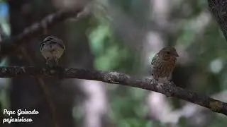 Carbonero y Verderón Común dos aves acomodaticias