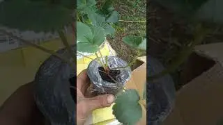 Упаковка рассады клубники 🍓